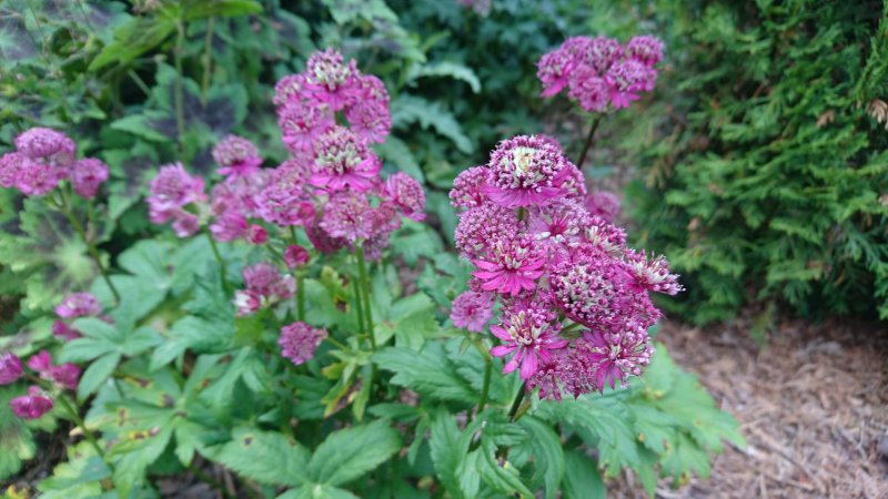 Astrantia 'Star of Beauty'